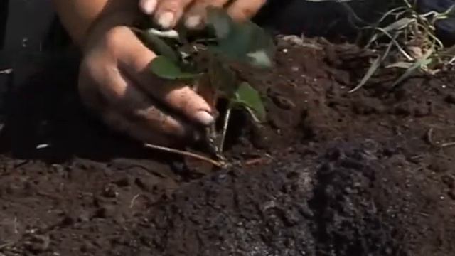 Летняя посадка земляники. Все тонкости высадки рассады земляники у себя в саду смотреть онлайн