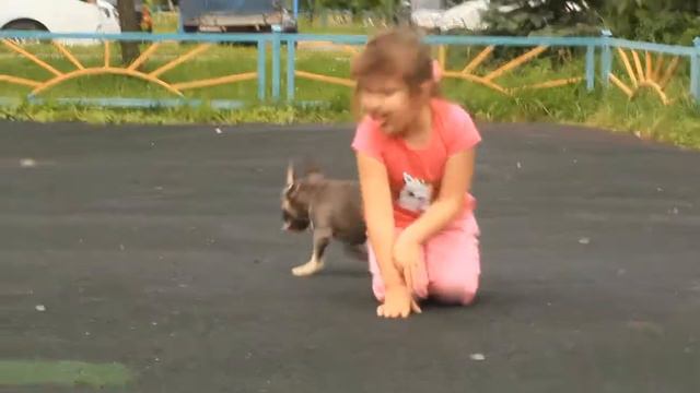 Щенки французского бульдога голубая девочка смотреть онлайн