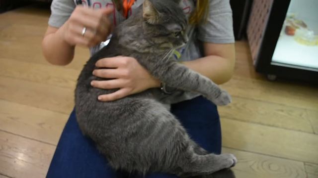 ЗАБАВНЫЕ КОТИКИ 〜^❍ᴥ❍^〜 КОТОКАФЕ КОТИКИ И ЛЮДИ смотреть онлайн
