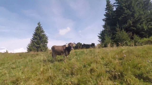 ГОРЫ ПО КОЛЕНО. КАРПАТЫ. 2018. (песня Макс Корж) смотреть онлайн
