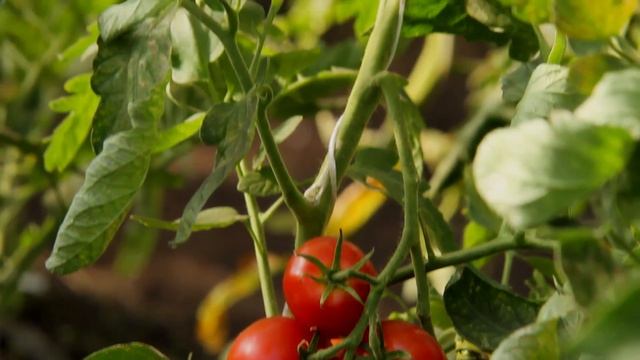 Томат Васильевна F1. Агрофирма Ильинична. Устойчивый к болезням томат. смотреть онлайн