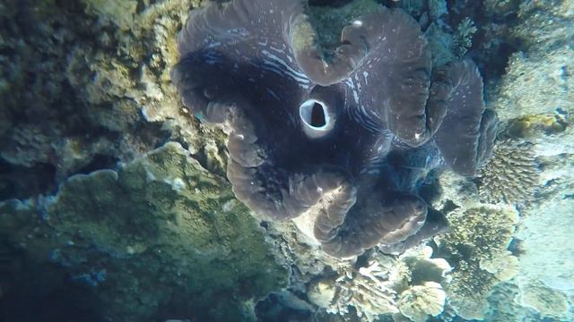 Moore Reef смотреть онлайн