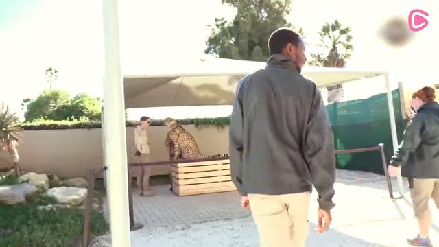 Случаи Невероятной Дружбы Людей и Диких Животных смотреть онлайн