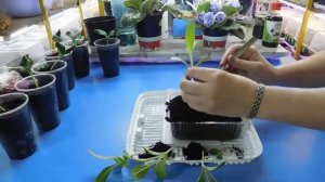 РАССАДА РАСТОРОПШИ ! БЫСТРО И ПОЛЕЗНО ! Выращивание посев пикировка посадка пятнистая