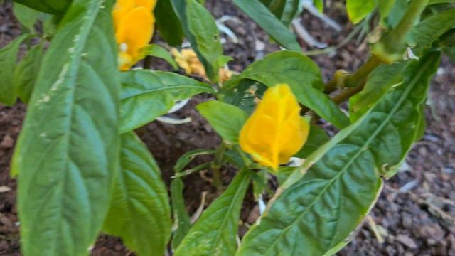 עב שיבולת צהוב پاچیستاچیس Pachystachys lutea смотреть онлайн