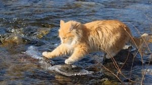 Кошачья рыбалка на тему «Форель«Шуберта