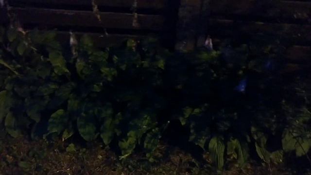 Быстрый маленький ёжик! :) - Fast little hedgehog! :) смотреть онлайн