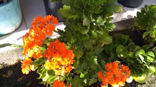 Floração das minhas Kalanchoe fácil cultiv смотреть онлайн
