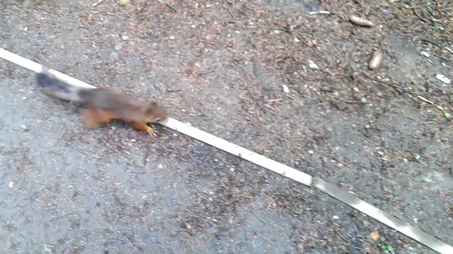 белочка пришла смотреть онлайн