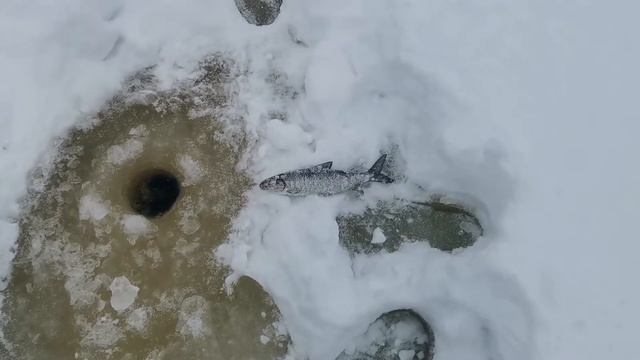 РЫБАЛКА НА ХАРИУСА, ПЕРВЫЙ ТРОФЕЙ!!!! РЯБЧИК, ВЫДРА! смотреть онлайн