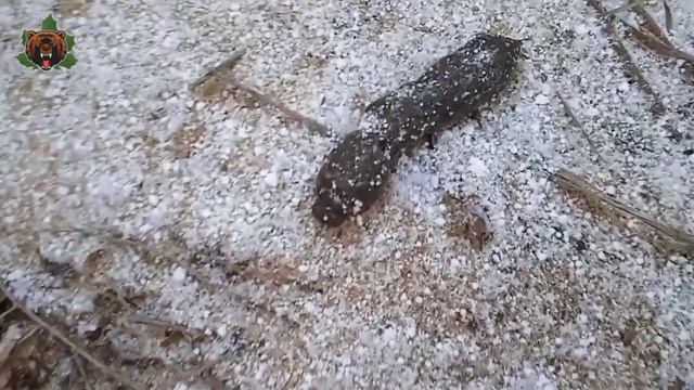 За Ольховыми шишками финал смотреть онлайн