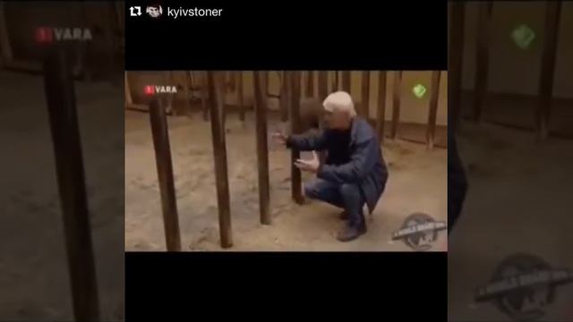 Даже детеныши носорогов опасны смотреть онлайн