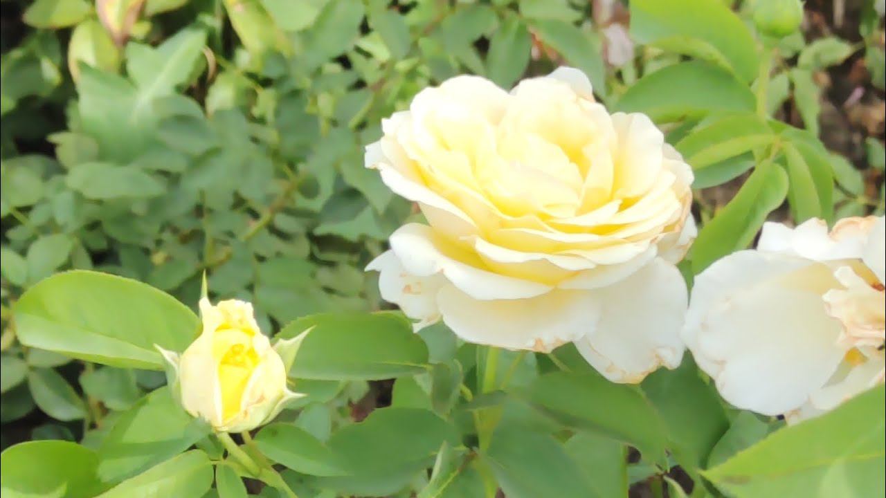 Прекрасные розы с БОЛЬШИМИ БУТОНАМИ от rosebushes.ru смотреть онлайн