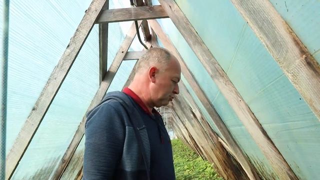Саженцы киви сорта "Карпат Стратона Валентайн" смотреть онлайн