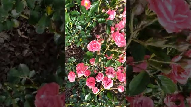 Гартнерфройда смотреть онлайн