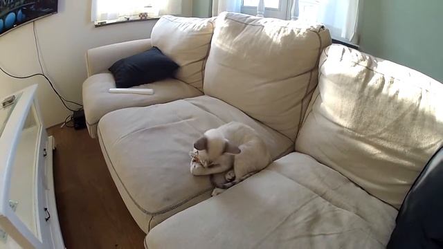 Blue Tabby Point Siamese kitten (male) смотреть онлайн