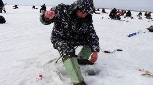 Зимняя рыбалка. Новосибирск Обское Водохранилище. Окунь, сорога, ерш,   много).