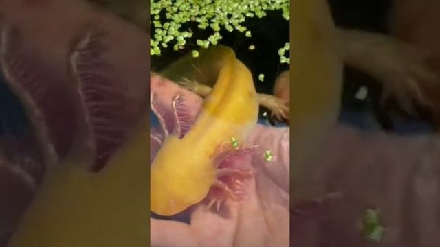 Аксолотль в реальной жизни смотреть онлайн