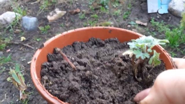 Сохранение хризантемы зимой смотреть онлайн