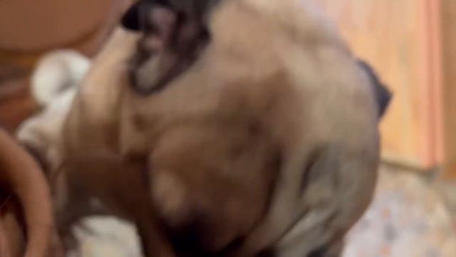 Как мопс встречает?🐶Радостный мальчик🥰 смотреть онлайн