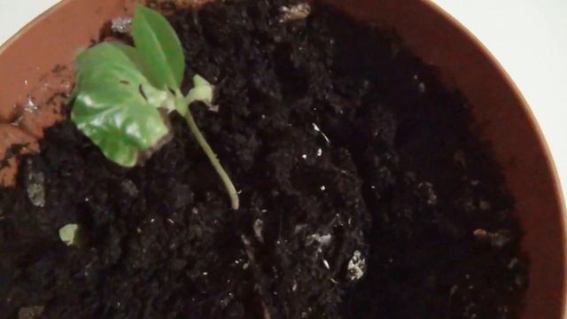 7 экзотических растений которых можно вырастить из косточки дома смотреть онлайн