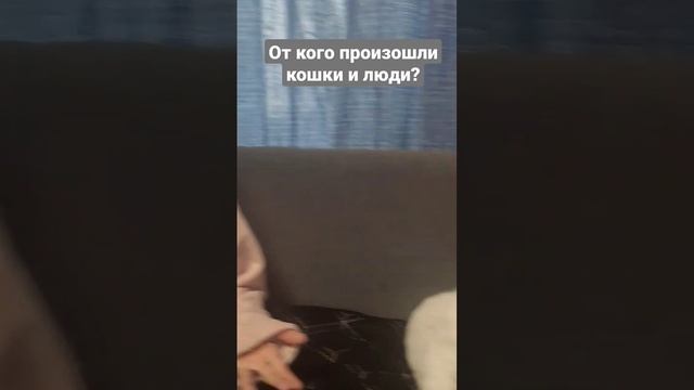 От кого произошли кошки и люди? #4д #четыредевочки #котики #кусака #cat #кошкиилюди смотреть онлайн
