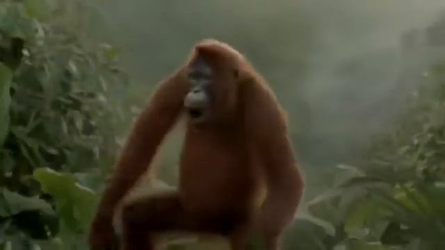 Обезьяна чи чи чи)))