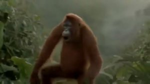 Обезьяна чи чи чи)))