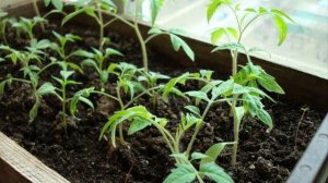 Почему желтеет рассада помидор? Лёгкий способ устранения!