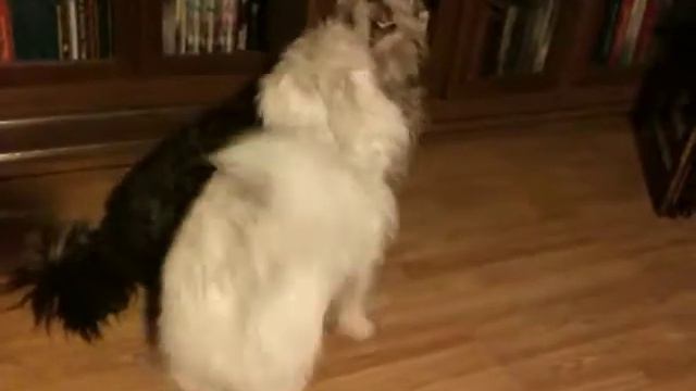 Как Офелия уговаривала Джоя поиграть с ней