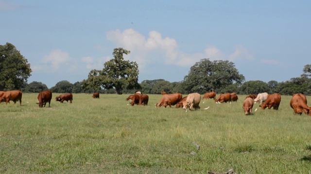 Crossbreeding With Beefmasters