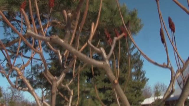 Сумах. Формировка - Обрезка