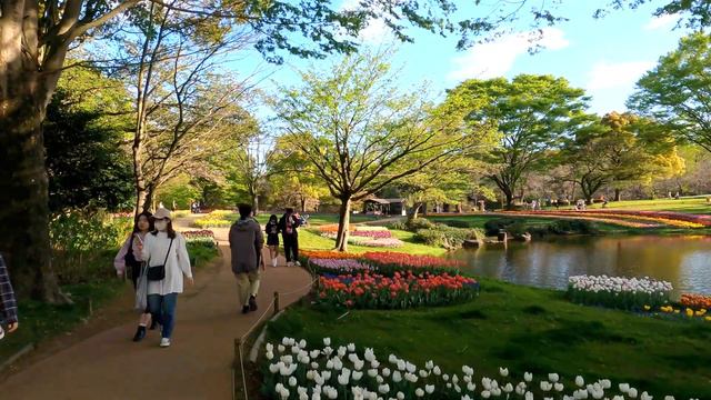 Beautiful Flower at Spring in Showa Kinen Park Tokyo Japan | Japan Walk @Explore-Japan смотреть онлайн