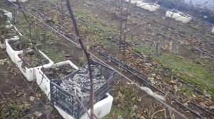 Ежевика Натчез в Теплице. Обрезка.Подвязка