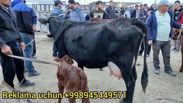 Buxoro viloyati Jondor tumani Dalmundagi juma mol bozori ona bola sigir narxlari смотреть онлайн