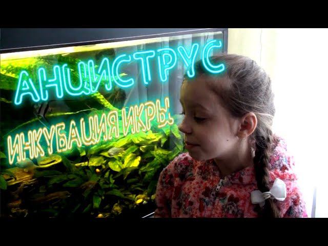 АНЦИСТРУС.  ИНКУБАЦИЯ ИКРЫ | ANCISTRUS. INCUBATION OF EGGS