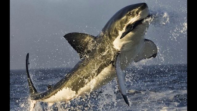 World's Scariest Animal The Great White Shark смотреть онлайн