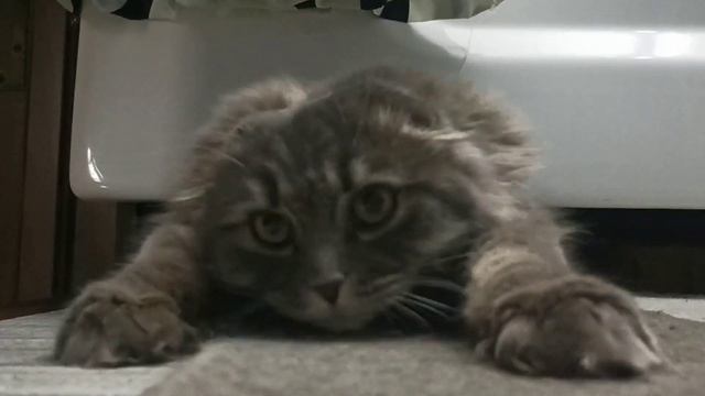 Эрик прячется от жары под ванной. Но обнимашки никто не отменял.😼 смотреть онлайн