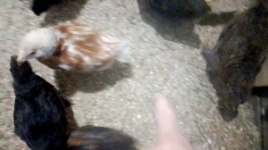 Как отличить петушка от курочки по хвосту, в 1 месяц.