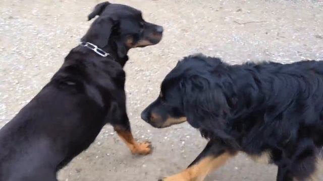 Rottweiler Alpha Female dominating Hovawart смотреть онлайн