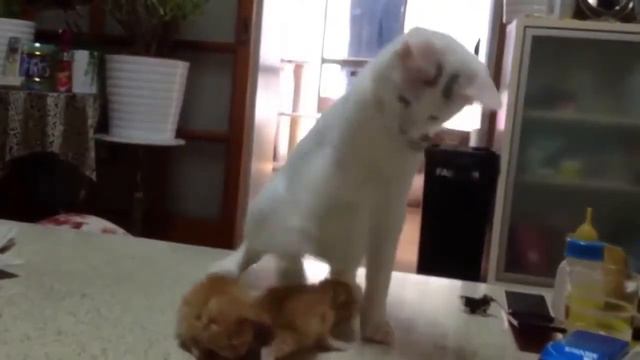 Кот обалдел от котят! смотреть онлайн