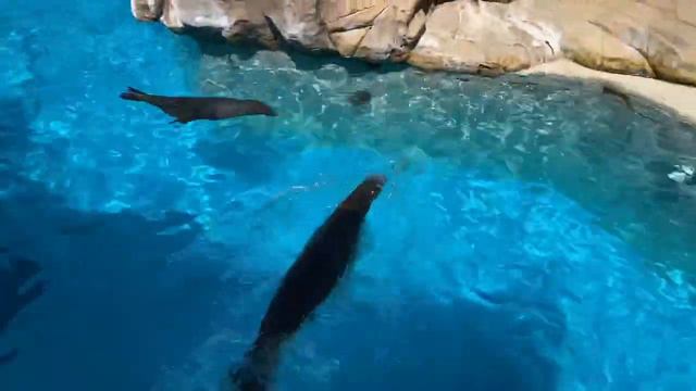 Кормим Морских Котиков. Морской Мир Сан Антонио Техас. смотреть онлайн