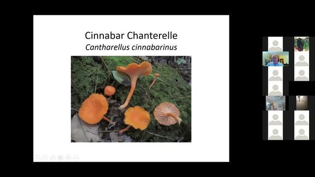 Mike Hopping - Chanterellevution! смотреть онлайн