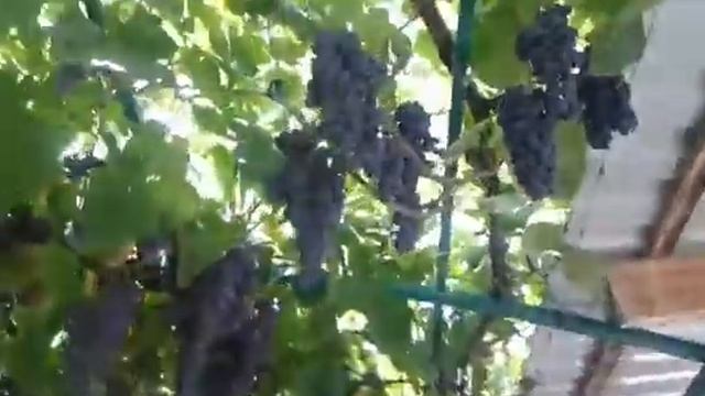 Виноград Венус, урожай 2017 года смотреть онлайн