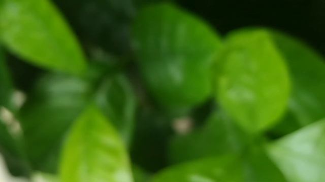 HOW TO TREAT CHLOROSIS || YELLOW LEAVES IN GARDENIA ||  WITH RESULTS || IRON DEFICIENCY IN GARDENIA