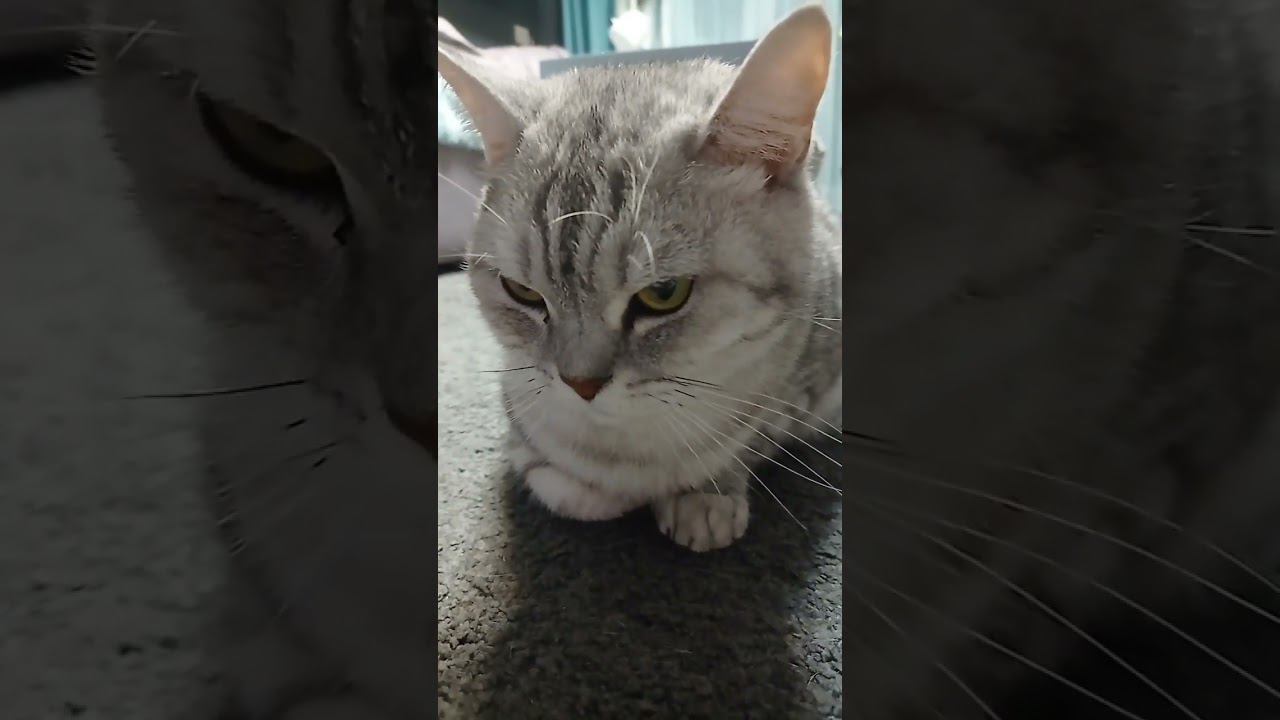 Насколько процентов я милый котик? #Shorts @1dymka_ смотреть онлайн