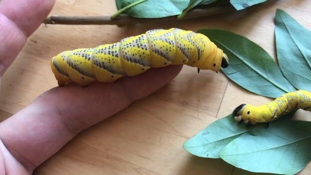 Mes chenilles de sphinx à tête de mort (acherontia atropos) смотреть онлайн