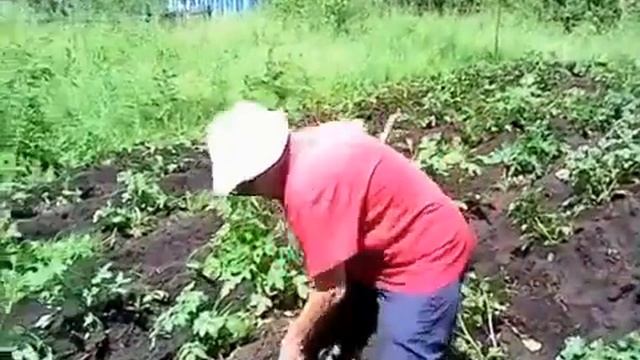 Прополка и окучивание смотреть онлайн