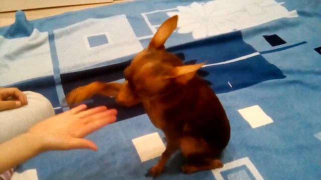 Приручили злую собаку смотреть онлайн
