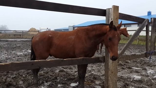 Эраст Фандорин смотреть онлайн